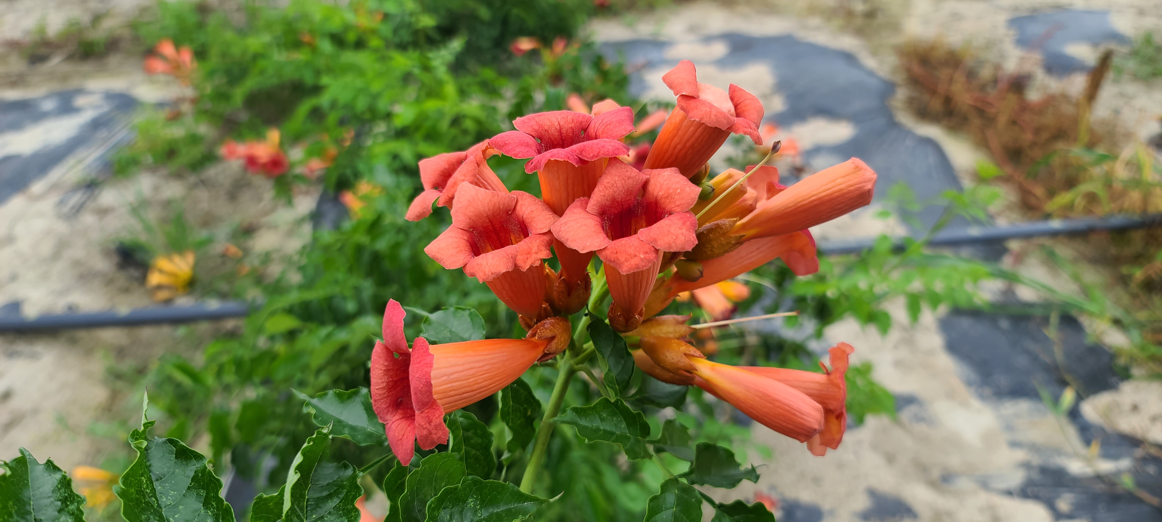 Campsis radicans 'Flamenco'